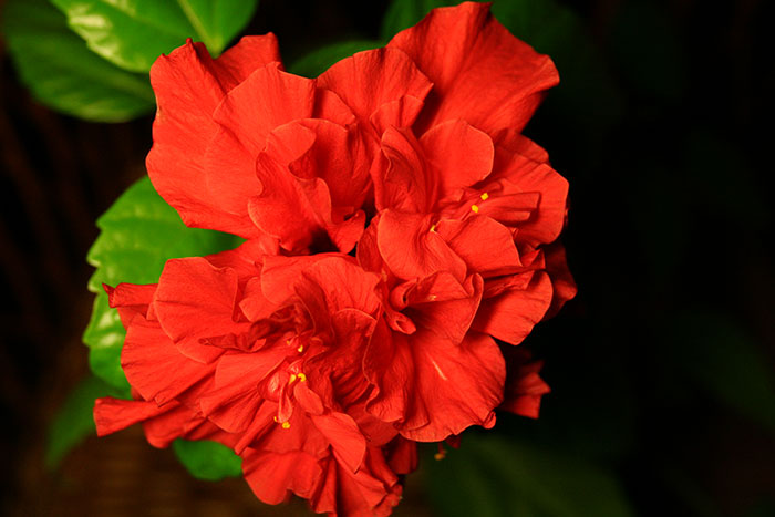 гибискус китайская роза, махровые цветки