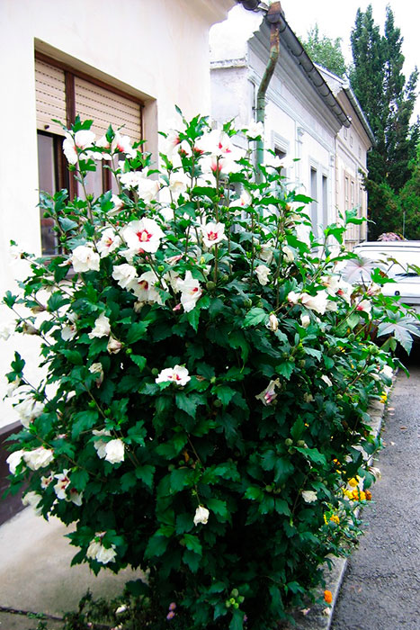 гибискус, цветущий куст в Белграде