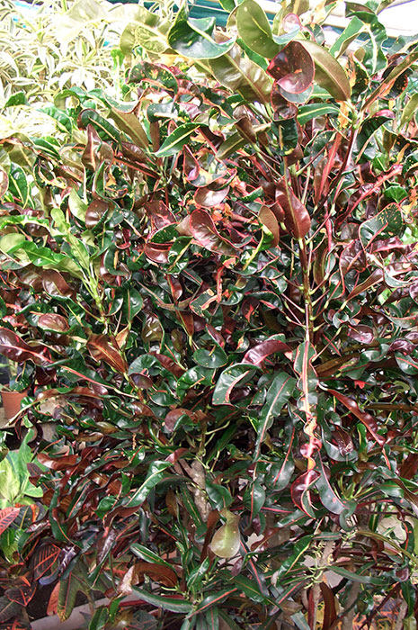 кротон (кодиеум) как комнатное растение, окраска листьев кротона (кодиеума)