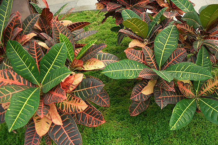 Кротон (кодиеум) как комнатное растение, кротоны в зимнем саду, окраска листьев кротона (кодиеума)