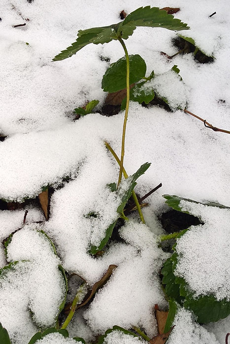 садовая земляника (клубника), утепление клубники осенью на зиму