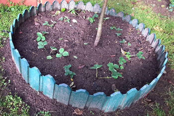 садовая земляника (клубника), мульчирование почвы под рассадой клубники