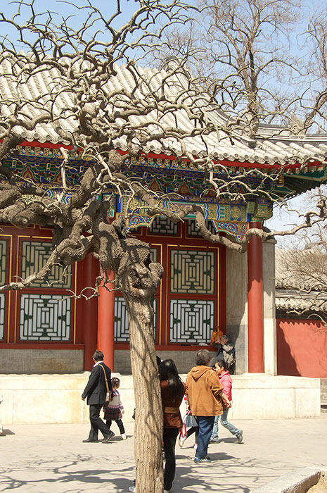 китайский вариант формирования деревьев, ажурная крона дерева, фасонистая стрижка кроны дерева, Китай, дерево, фигурная стрижка дерева