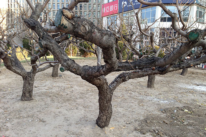Китай, формирование деревьев, дерево в Китае, результат обрезки деревьев в Китае
