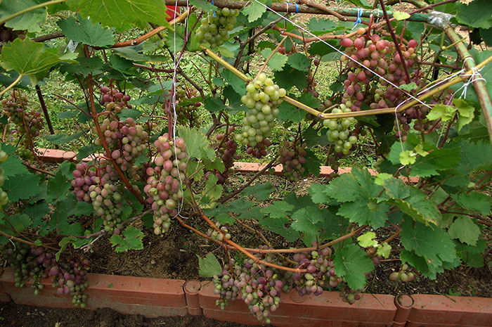  виноград в Подмосковье, выращивание винограда в Подмосковье, плоды винограда в Подмосковье, урожай винограда в Подмосковье, выращивание винограда в открытом грунте, подмосковный виноград, укрытие винограда на зиму
