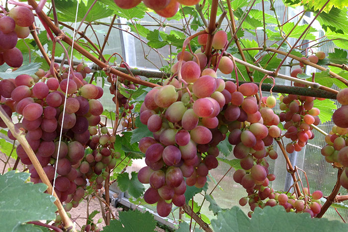  виноград в Подмосковье, выращивание винограда в Подмосковье, плоды винограда в Подмосковье, урожай винограда в Подмосковье, виноград сорта "Виктория", выращивание винограда в теплице