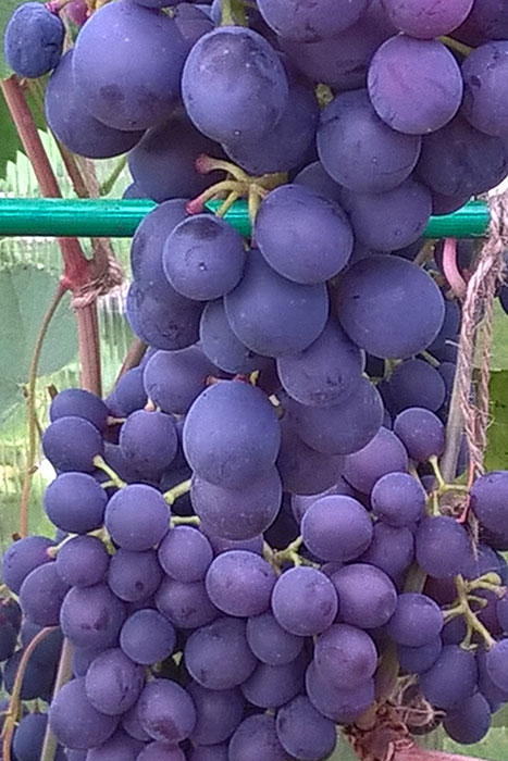 Виноград "Агат Донской", виноград в Подмосковье, выращивание винограда в Подмосковье, плоды винограда в Подмосковье, урожай винограда в Подмосковье, выращивание винограда в теплице 