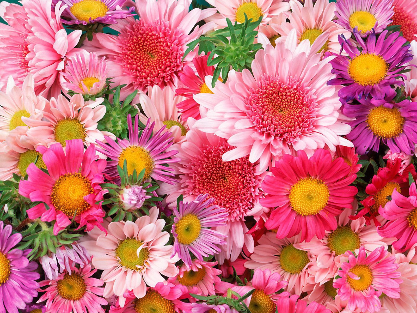 Разнообразие розовых оттенках в цветах хризантем