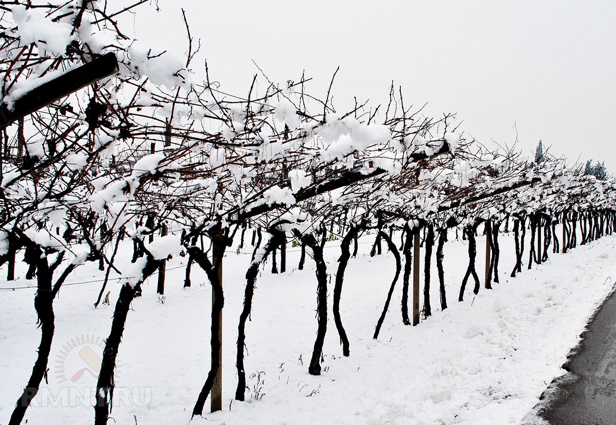 Как правильно подготовить виноград к зиме