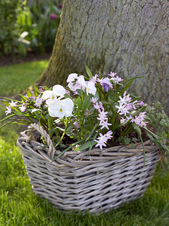 Plant bulbs in Containers