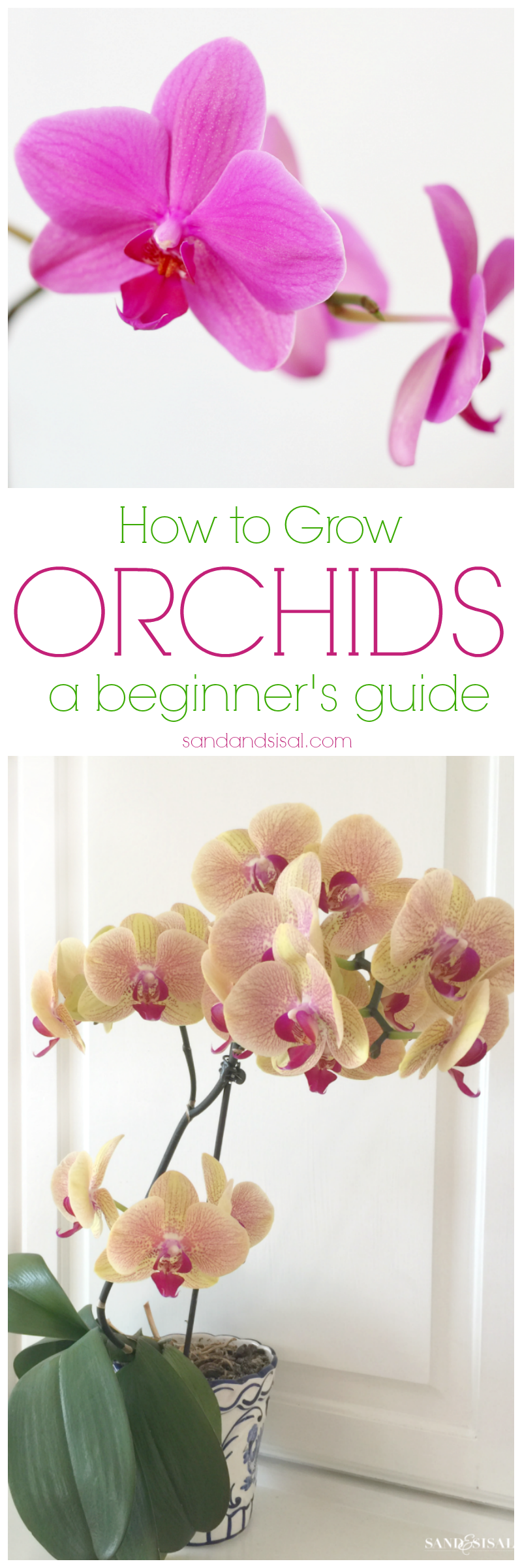 How to Grow Orchids - A beginner