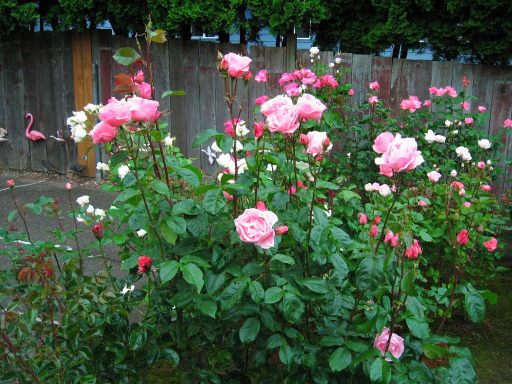 роза грандифлора фото