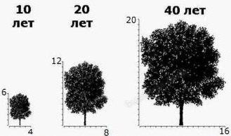 Как правильно посадить дуб?