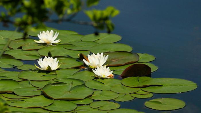 кувшинка белая водяная лилия