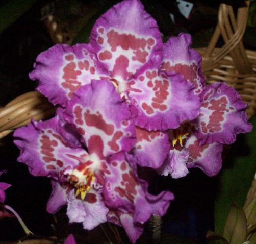 Уход за комнатными цветами: орхидея