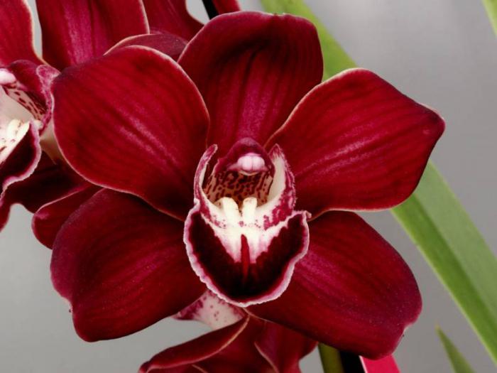 Как ухаживать за комнатной орхидеей