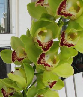 комнатные орхидеи: виды