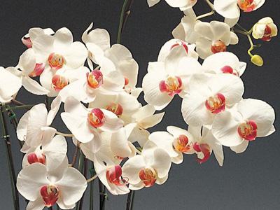 комнатный цветок, орхидея