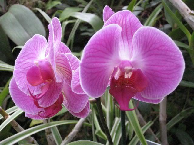 цветы комнатные: орхидея
