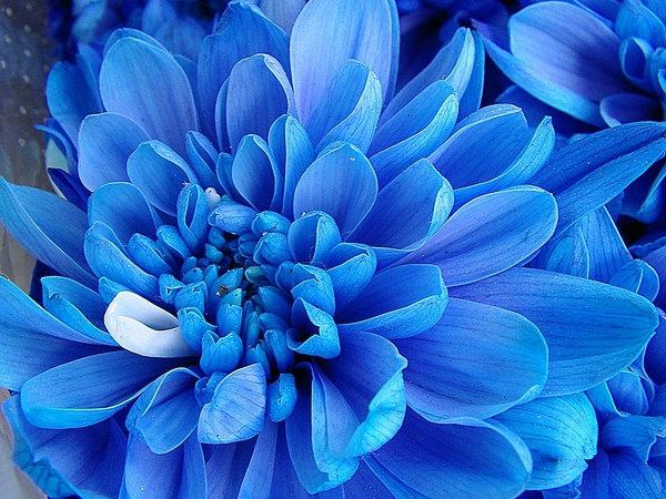темно синие цветы