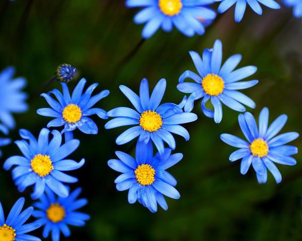 какие цветы синие