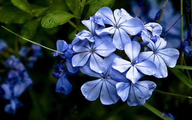ярко синие цветы