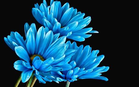 синие цветы названия
