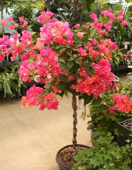 бугенвиллия уход в домашних условиях отзывы