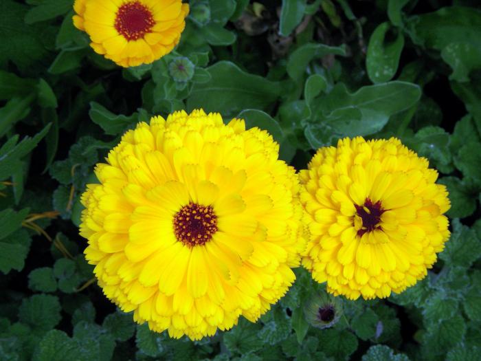растение с желтыми цветами 