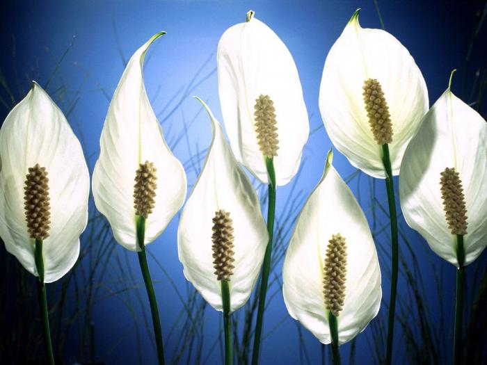 цветы спатифиллум 