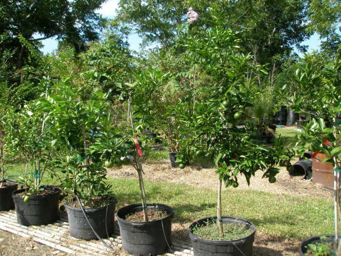 грецкий орех дерево выращивание 