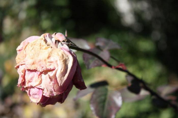 подкормка роз после цветения