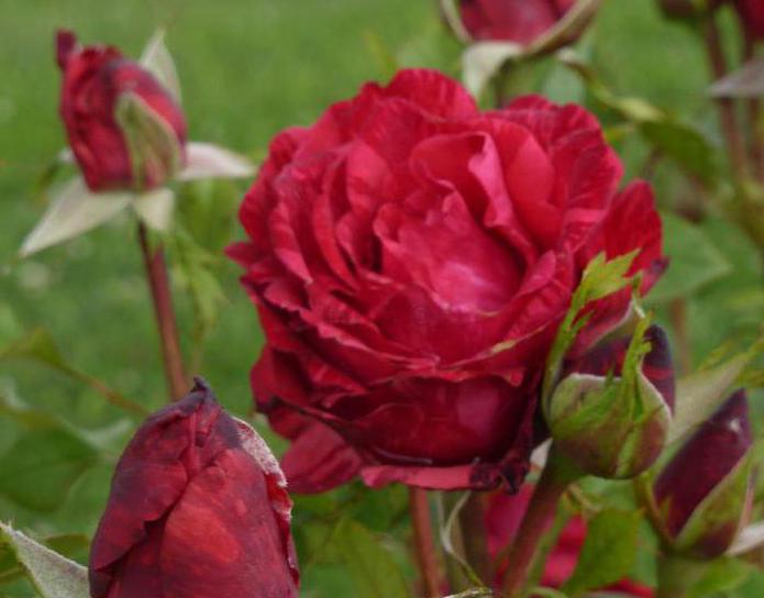 роза Ред Интуишн фото и описание