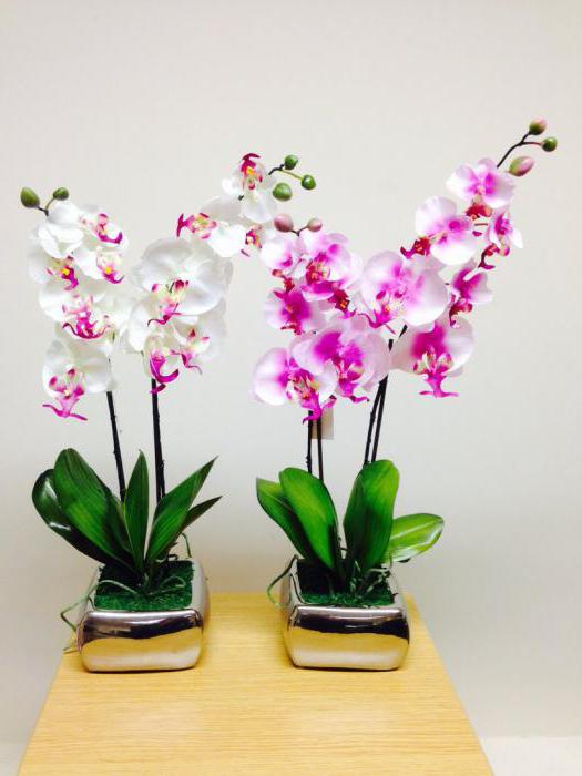 Значение цветка орхидея 