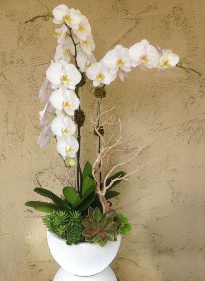 Белая орхидея значение цветка 