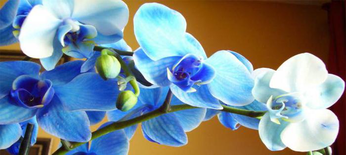 Синяя орхидея значение цветка 