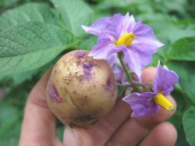 лечение цветками картофеля 