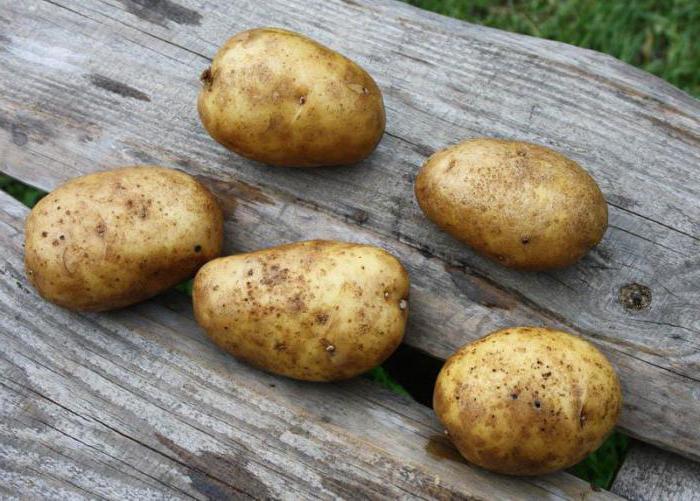 картофель удача описание сорта фото отзывы