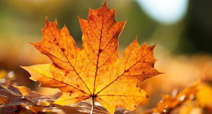 почему осенью опадают листья