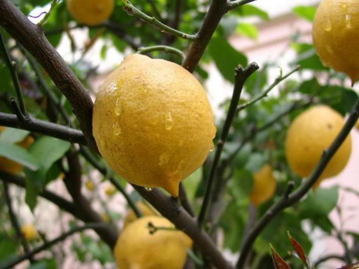 Лимон описание состав и польза