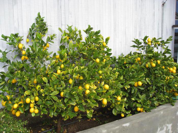 Где растет лимон