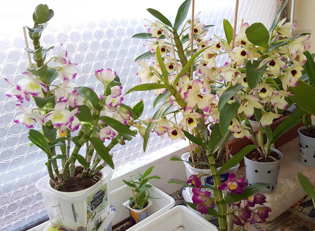 Разнообразие орхидей дома