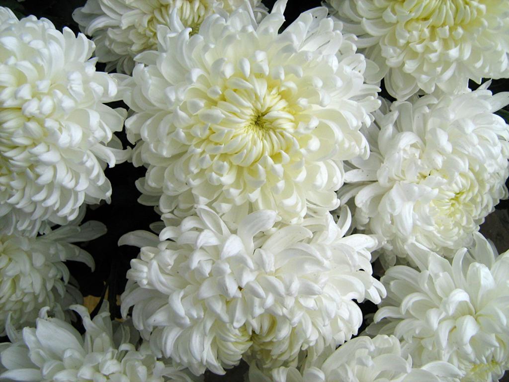 Что означают белые хризантемы