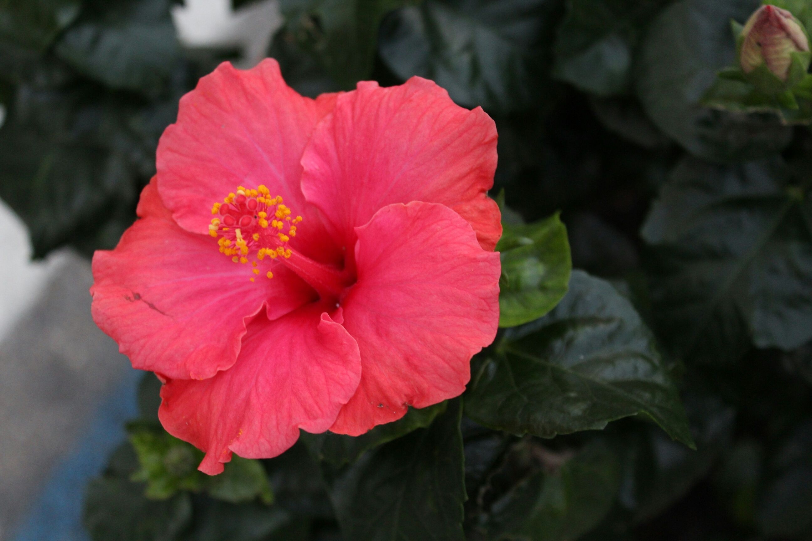 Red hibiscus flowers 