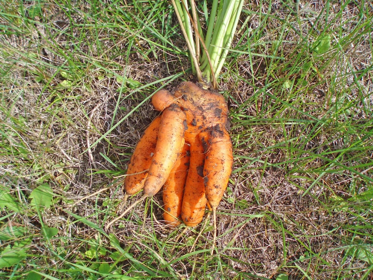 forked carrot on the ground