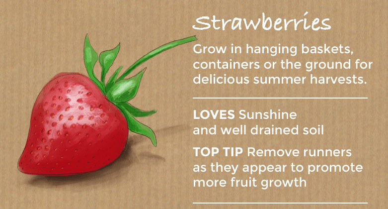 top ten easy to grow fruit - strawberries