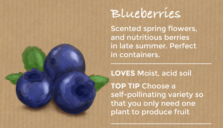 top ten easy to grow fruit - blueberries