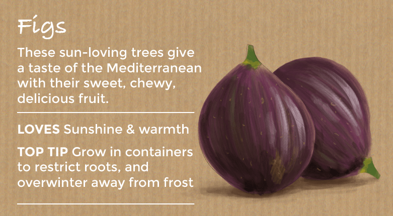 top ten easy to grow fruit - figs
