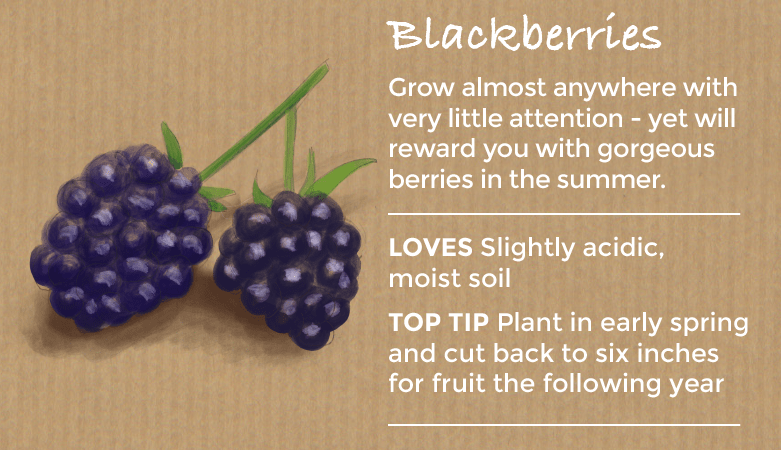 top ten easy to grow fruit - blackberries