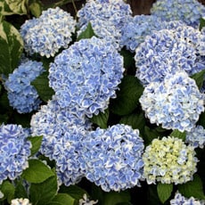 Changing the colour of Hydrangea flowers